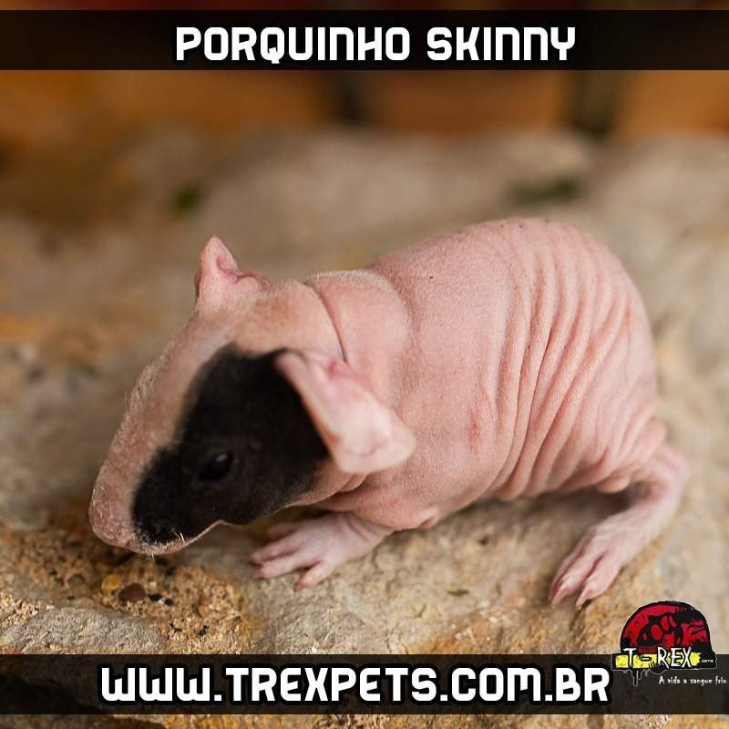 Reprodução Porquinho da Índia sem pêlos