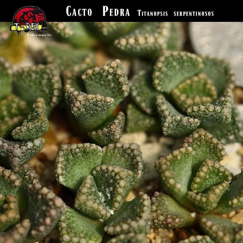 Muda Cacto Pedra Titanopsis