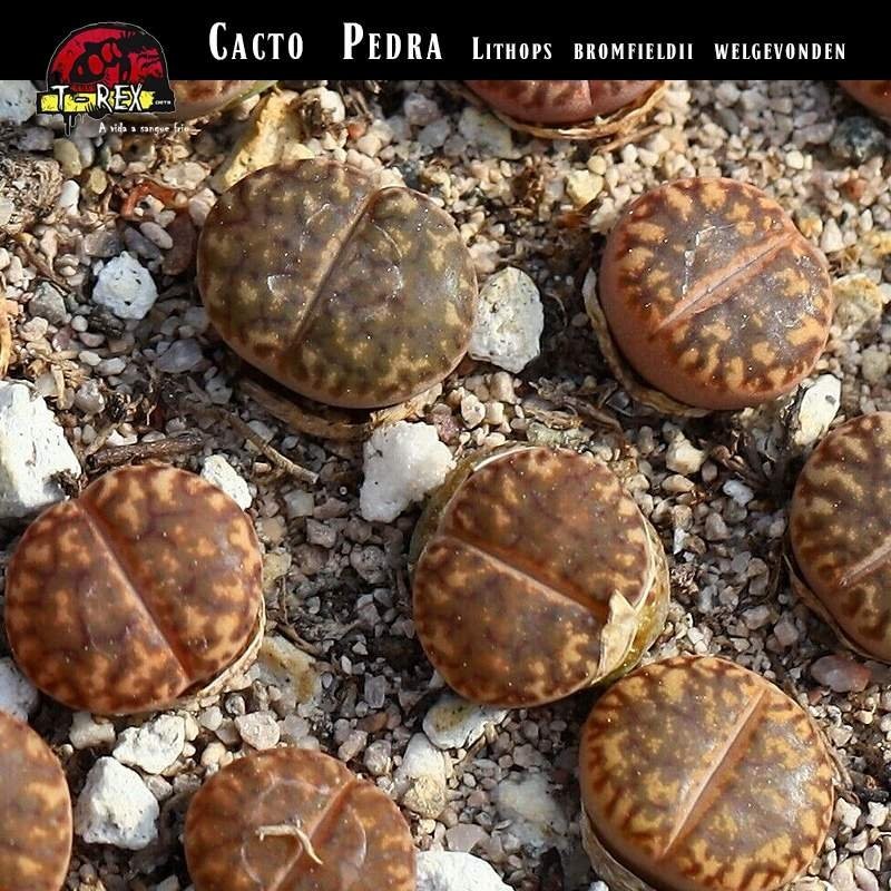 Muda cacto pedra laranjado