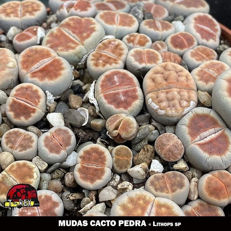 muda de cacto pedra lithops
