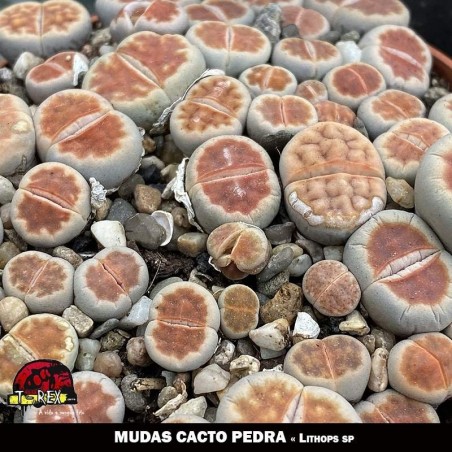 muda de cacto pedra lithops