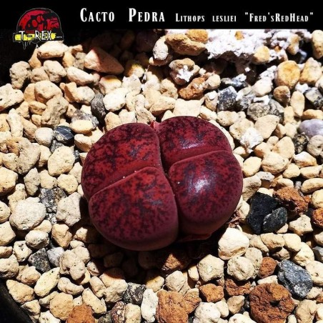 comprar cacto pedra vermelho