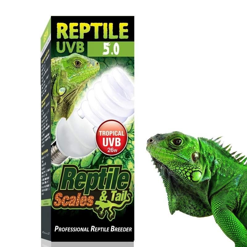 Lâmpada para filhote de iguana