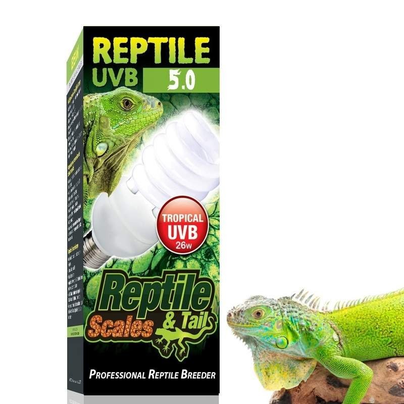 Lampadas para filhotes de iguana