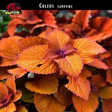 Muda de Coleus Laranja