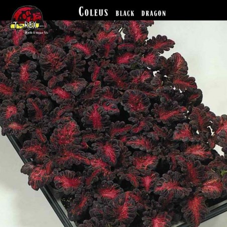 Muda de Coleus Black Dragon