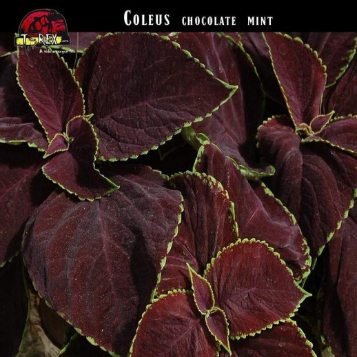 venda de planta coleus