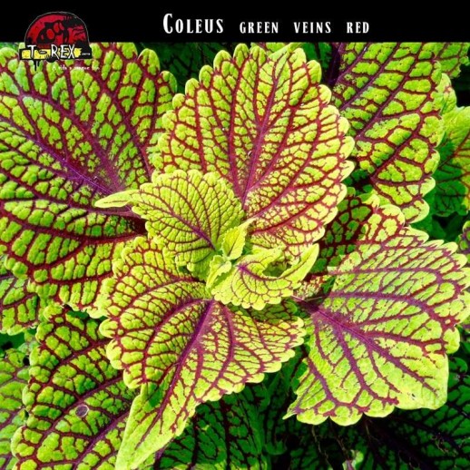 Muda de Coleus Verde Rosa