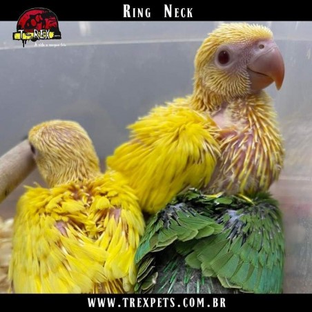 Filhote Ring Neck a venda