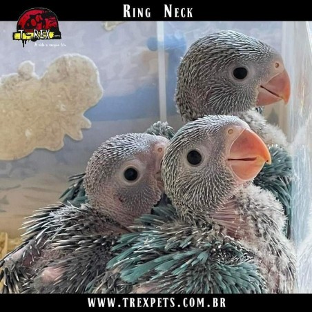 onde Comprar filhote de ring neck