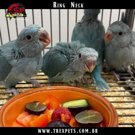 comprar Filhote de Ring Neck