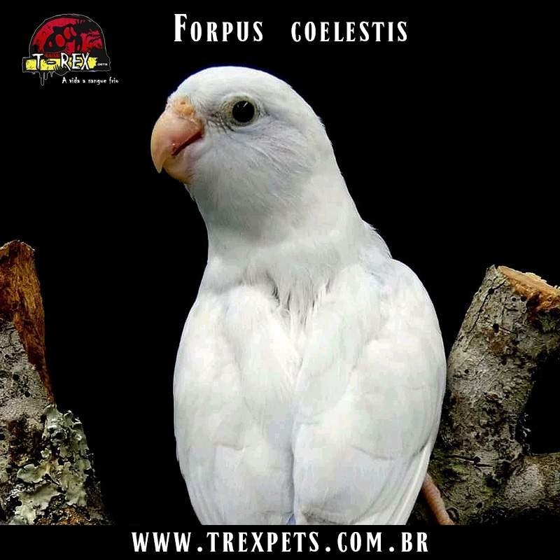 criadouro forpus coelestis branco