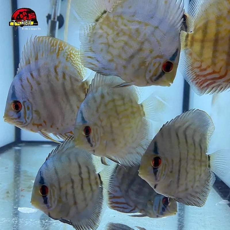 Peixe Acará Disco Azul Turquesa