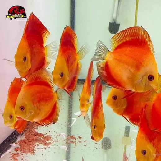 comprar peixes disco