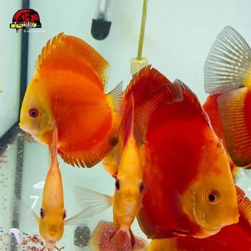 comprar peixes discus aquario