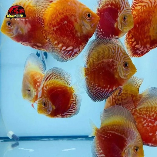 loja de aquarios e peixes