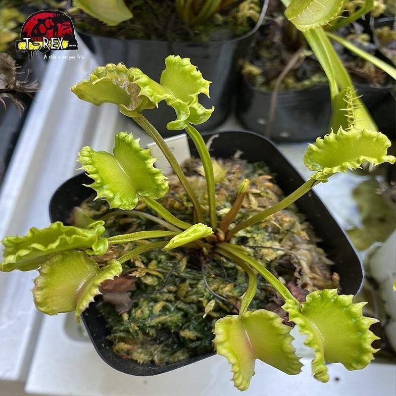 muda de planta carnivora dioneia