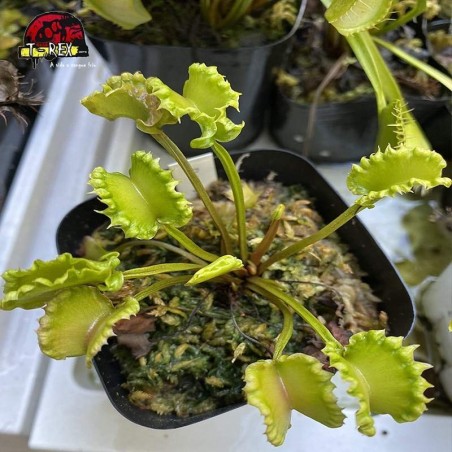 muda de planta carnivora dioneia