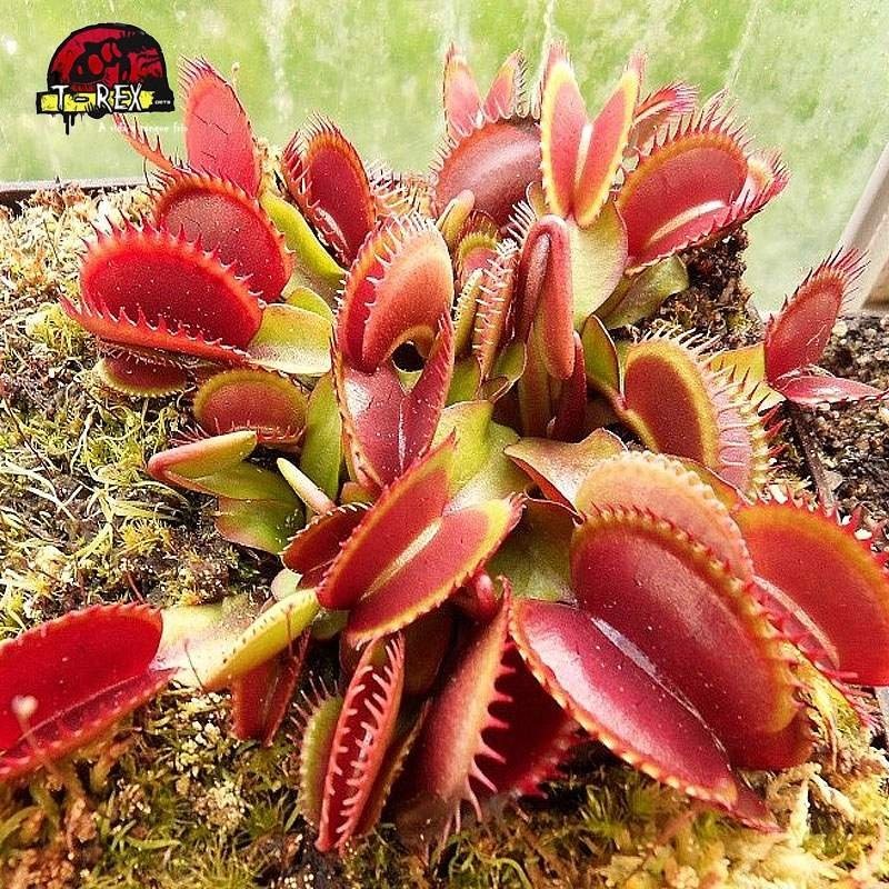 comprar planta carnivora dionea red shark