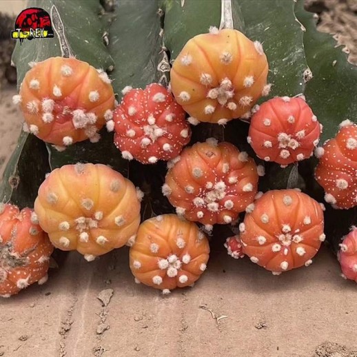 Comprar cacto laranjado Astrophytum asterias