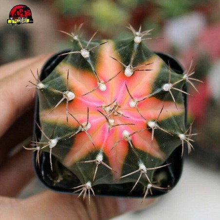 onde Vende cacto colorido?