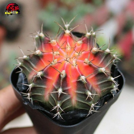 Cacto Gymnocalycium Vermelho