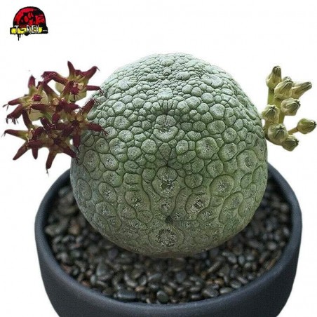 comprar suculenta rara