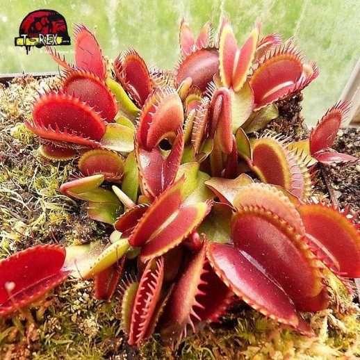 comprar planta carnivora dionea red shark