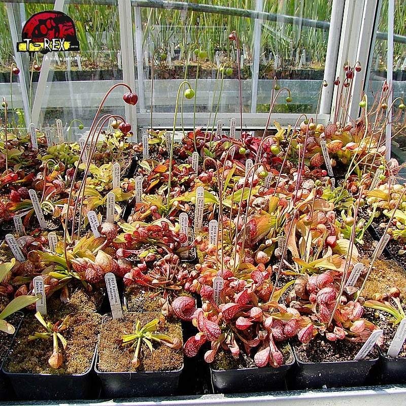 comprar planta carnivora sarracenia psitacinna