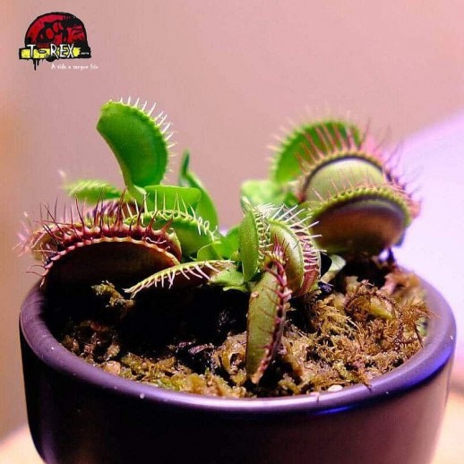 comprar muda de planta carnívora