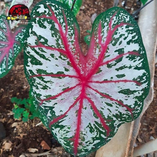 comprar muda de caladium