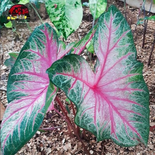 comprar muda de caladium