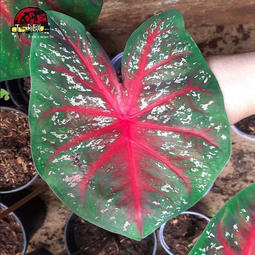 Muda de Planta Caladium Ramona