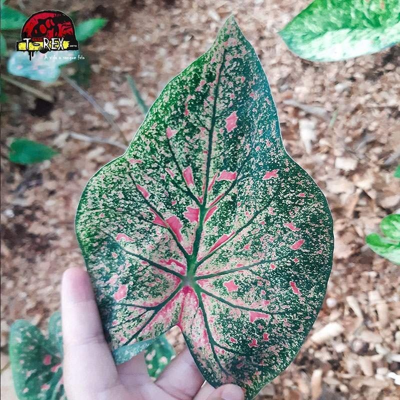comprar muda de planta caladium