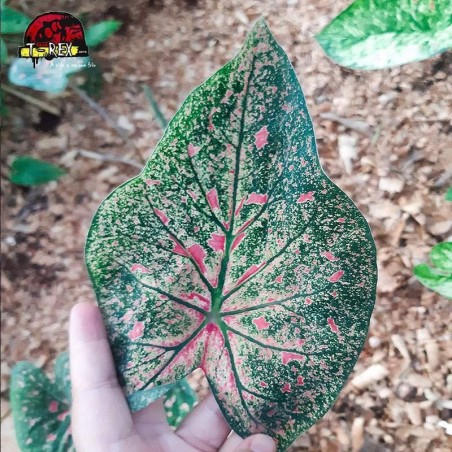 comprar muda de planta caladium