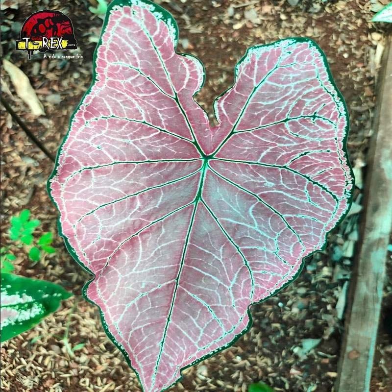 comprar muda de tinhorao