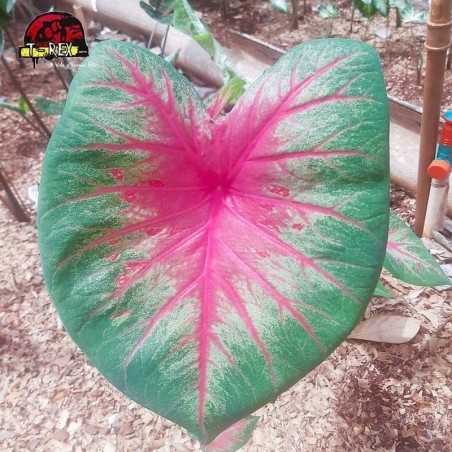 comprar muda de tinhorao