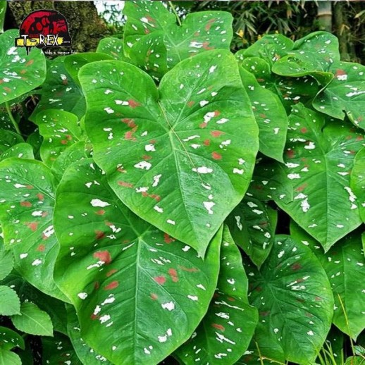 Muda de Planta Caladium Ellen