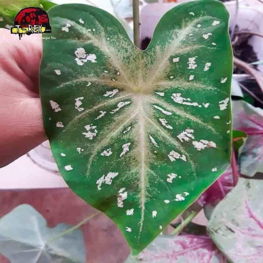 comprar  muda de caladium
