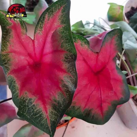 comprar muda de caladium