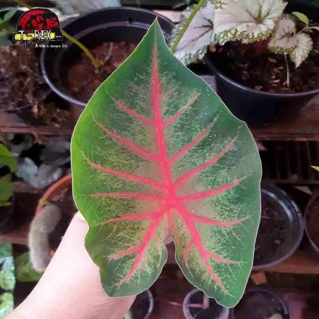 comprar muda de caladium