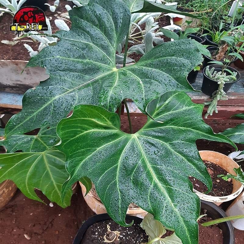 comprar muda de anthurium batman