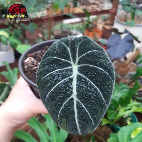 comprar muda de alocasia