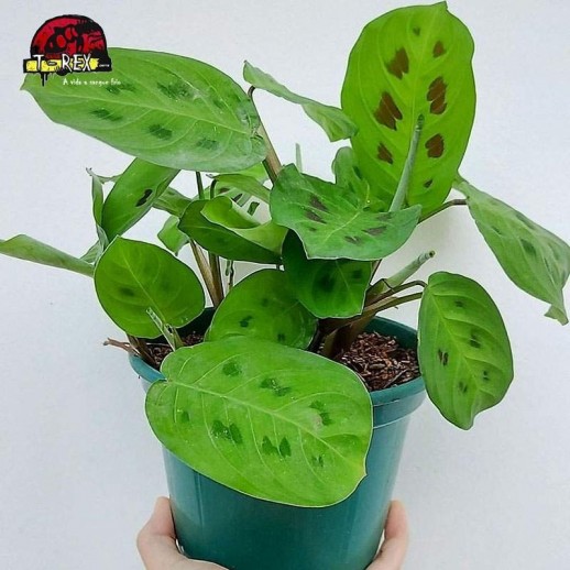 comprar muda de maranta barriga de sapo