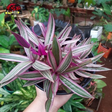 comprar muda de abacaxi roxo