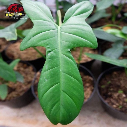 compra muda de folhagem filodendro cara de cavalo