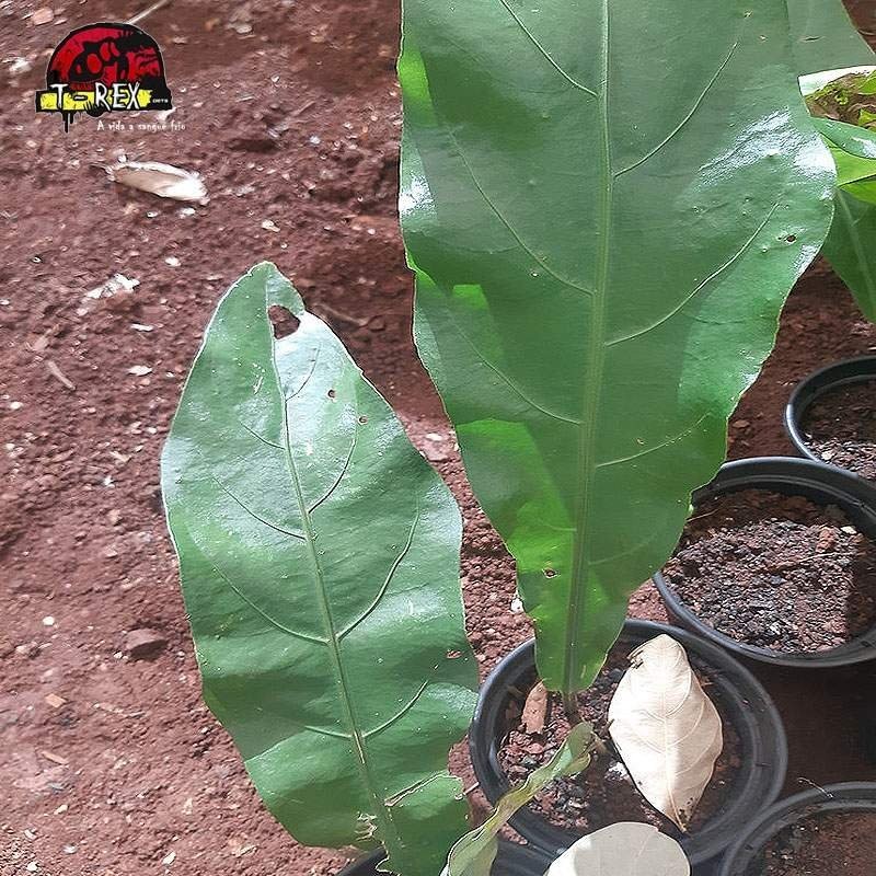 comprar muda de folhagem anthurium schlechtendalii