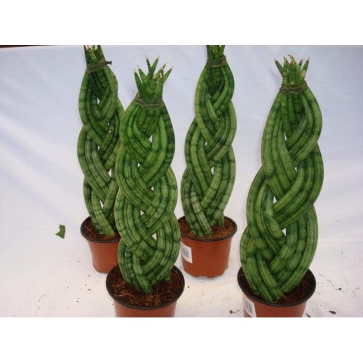 Sansevéria cylindrica trançada