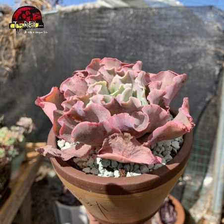 planta suculenta exótica