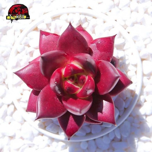 comprar suculenta importada